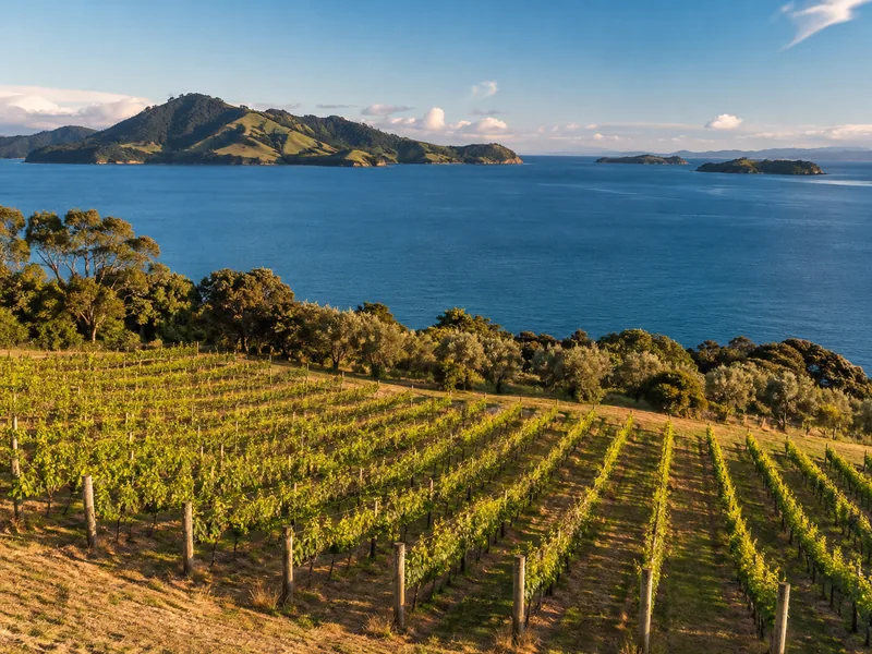 Vines above the sea on Waiheke Island